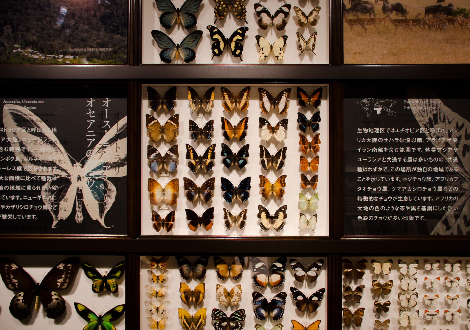 静岡のチョウ 世界のチョウ｜ふじのくに地球環境史ミュージアム_5